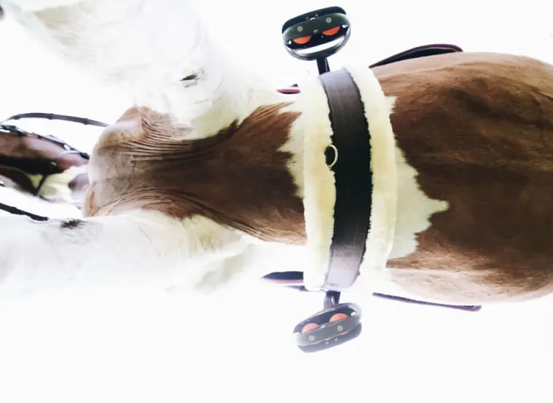 Kentucky Sheepskin girth